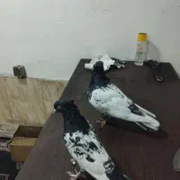 دوجفت کبوتر|پرنده|شیراز, ماه فیروزان|دیوار