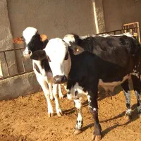 گوساله نر چاق