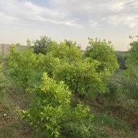 باغچه-1000متری-بنوار-شامی