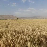 بذر آبی پیشگام