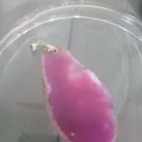 خاص وخشکل آنتیک|کلکسیون اشیاء عتیقه|قم, چهل درخت‎|دیوار