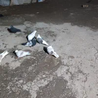 کبوتر|پرنده|دورود, |دیوار