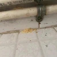 سمپاشی تخصصی تضمینی بامجوز رسمی