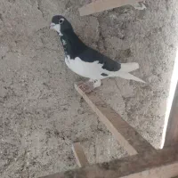 کبوتر شهرستانی|پرنده|تهران, میدان میوه و تره‌بار مرکزی|دیوار