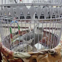 عروس هلندی سخنگو