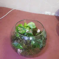 تراریوم بهترین هدیه گلیتا|گل و گیاه طبیعی|مشهد, حسابی جنوبی (شهرک غرب)|دیوار