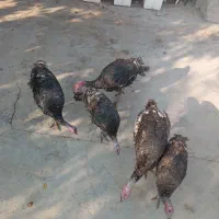 فروش ۵ عدد بوقلمون