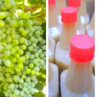 آبغوره خانگی خوشمزه و ترش و بدون ضمختی