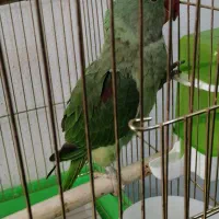 طوطی شاه ملنگو گم شده
