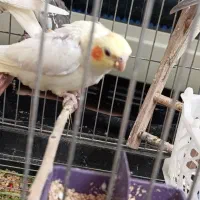 پرنده|پرنده|بیجار, |دیوار