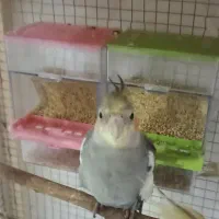 عروس هلندی|پرنده|اسلام‌شهر, مسکن مهر اسلاشهر (شهرک امام خمینی)|دیوار