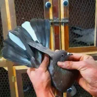 کبوتر|پرنده|خوانسار, |دیوار