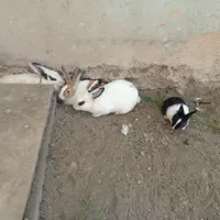 خرگوش