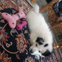 واگذاری رایگان سگ