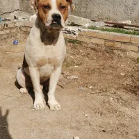 سگ لیت پول|سگ|آشخانه, |دیوار