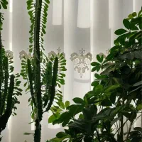 کاکتوس آفوربیا