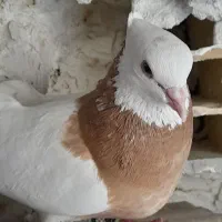 کبوتر|پرنده|جم, |دیوار