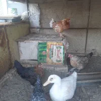 مرغ بومی خروس بومی نیمچه اردک مرغابی