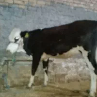 گوساله سیمینتال ماده