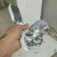 یه جفت کله دم سبز ازهرنظر عالی|پرنده|شهریار, رزکان|دیوار