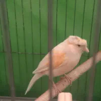 قناری جفت مولد نر و ماده