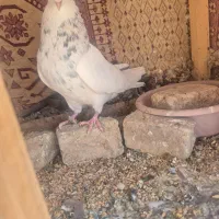 نر طوقی سرور