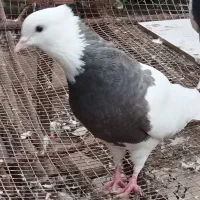 کبوتر طوقی|پرنده|رامیان, |دیوار