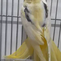 عروس هلندی دوکت پروانه یی