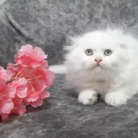 بچه گربه اسکاتیش پرشین|گربه|اهواز, کیانپارس |دیوار