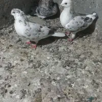 حیوان|پرنده|گمیشان, |دیوار