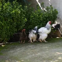 مرغ و خروس برهما