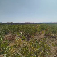زمین پسته