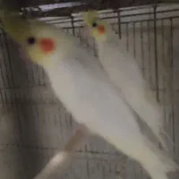 عروس لوتینو5ماهه نردستی ماده نیمه