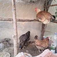 فروش مرغ محلی