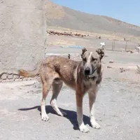 سگ گله ای جوان به شرط|سگ|تربت جام, جامرود|دیوار