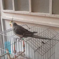 عروس هلندی نر سخنگو|پرنده|مرودشت, ثبت احوال|دیوار