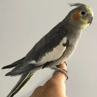 عروس هلندی سینامون نر