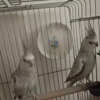 عروس هلندی مولد کار داده|پرنده|پاکدشت, پاکدشت (مامازند)|دیوار