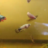 ماهی فایتر پلاکت صیدی (نر و ماده)