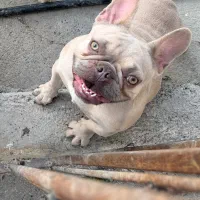 سگ فرنچ بولداگ ماده