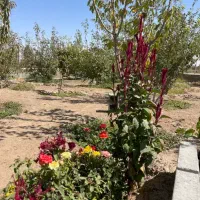 باغچه-ی-500-و-700-متری-سهیلیه-زعفرانیه-کریم-اباد