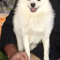 سگ پامر روباهی نر