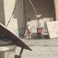 جفت طوقی نر و ماده درجه یک الما سی و زرد|پرنده|فولادشهر, مسکن مهر فولادشهر|دیوار