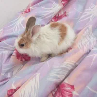 خرگوش کوچولو