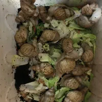 حلزون پرورش