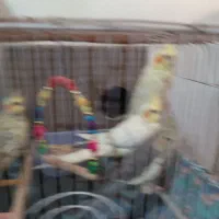 طوطی عروس