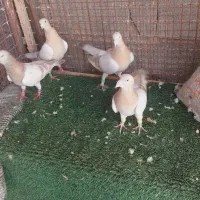 تعدادی کفتر درجه یک|پرنده|شیراز, دکتر حسابی|دیوار