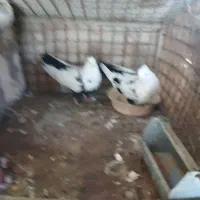 جفت دمبی درشت هیکلی