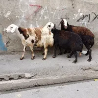 شیشک پلنگی بره قوچ بره ماده|حیوانات مزرعه|بروجرد, |دیوار