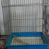 قفس عروس هلندی